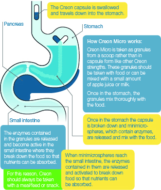 How Creon works Patients Mylan How Creon works Patients Mylan